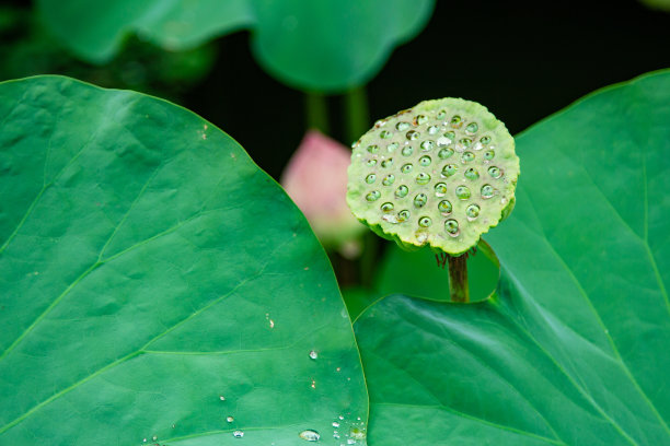 池塘中的莲花叶