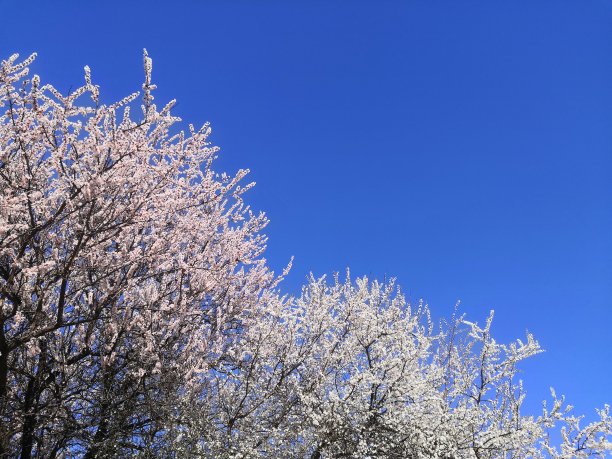 高清春天绚丽粉红色樱花实拍