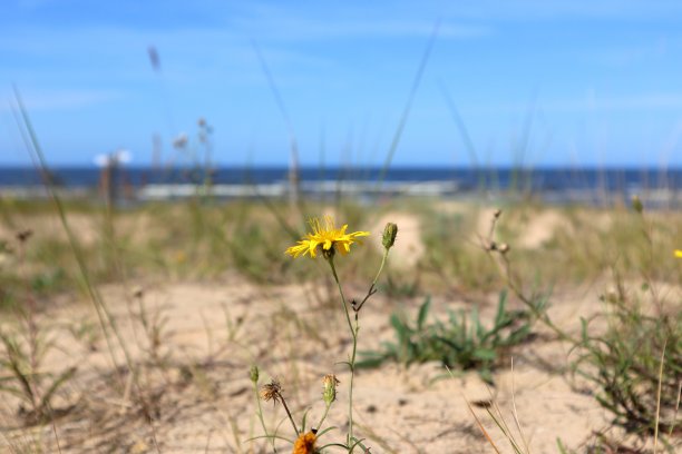 海边的野花