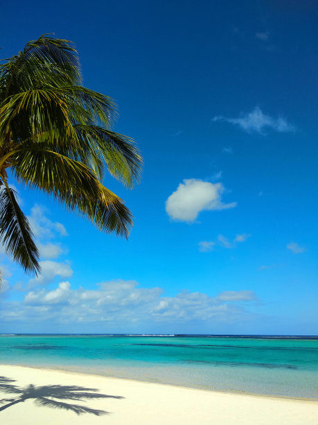 海边岛屿海水椰子树热带树木
