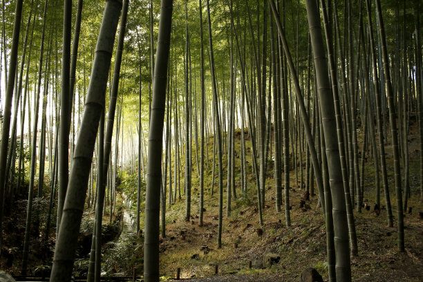 竹林风景