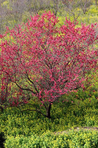 高清桃花