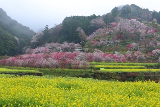 桃花山水