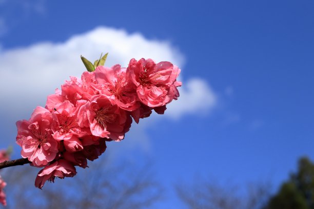 美丽桃花