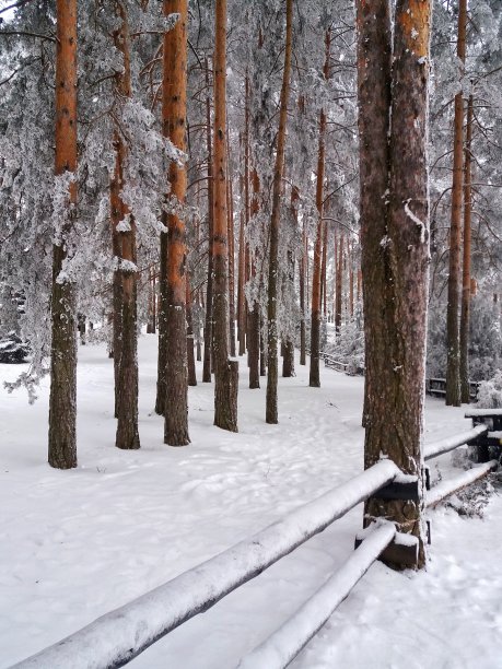 冬季林区