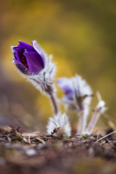 紫铃花