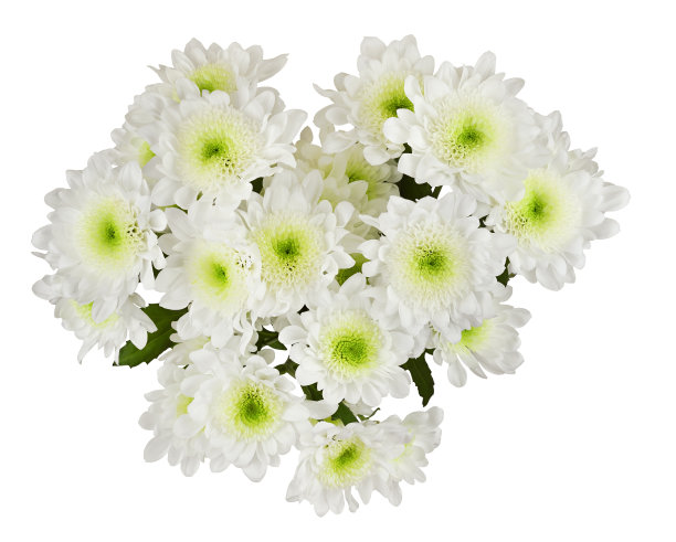 田野上盛开着白色的菊花