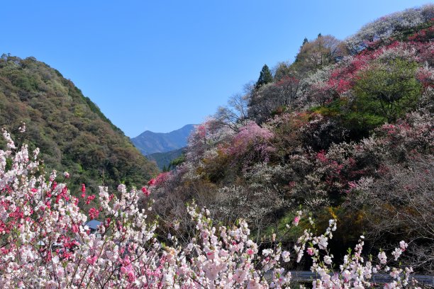 山与桃花