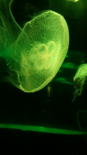 绿色水母
