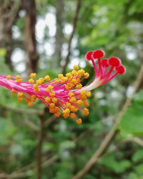 艳丽木槿花