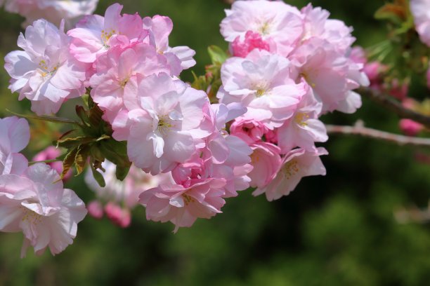 美丽粉色重瓣樱花