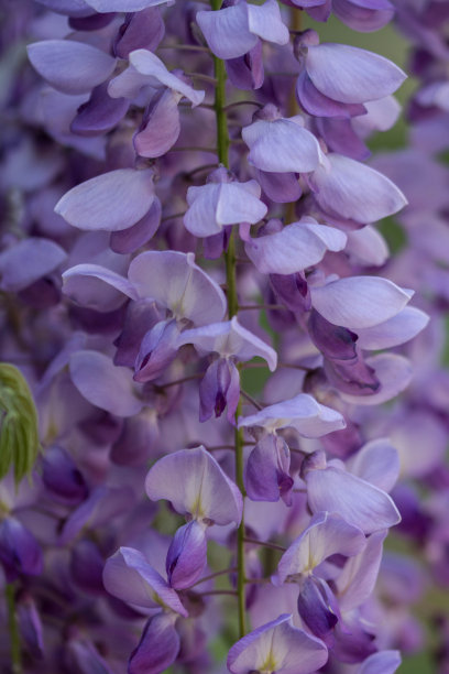 春天紫藤