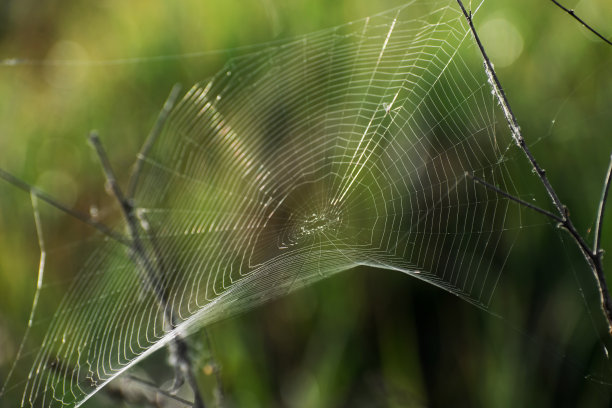 蜘蛛网纹理背景