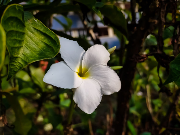 夏天,黄色,芳香的