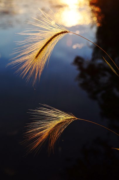 夕阳下的野草