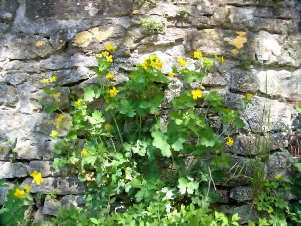 绿植城墙