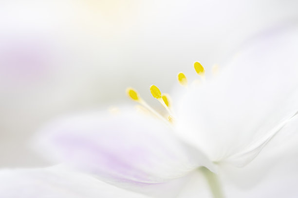 白色花朵花瓣背景