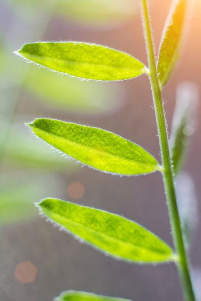 草地绿叶露水植物背景