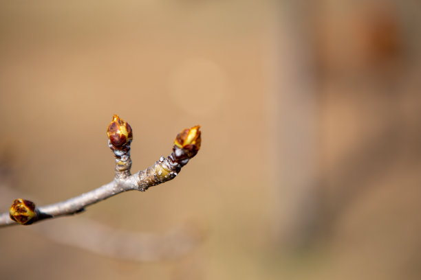 生态苹果