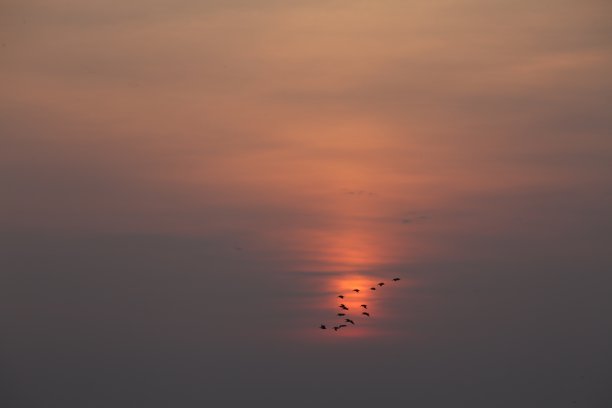 海鸟与日出