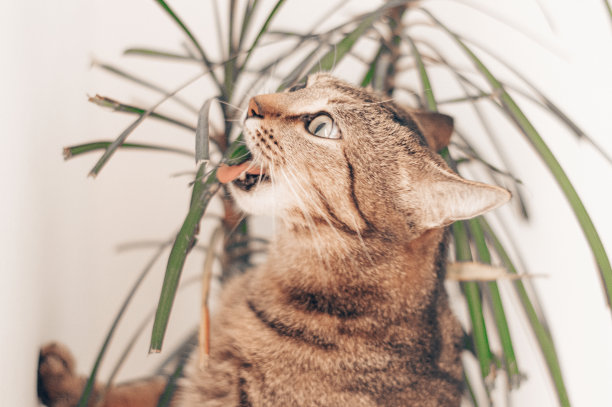 猫草