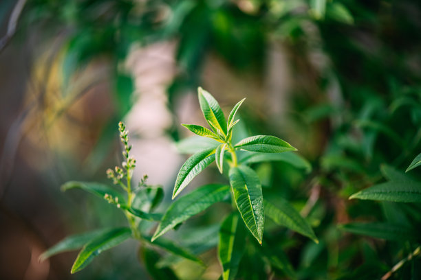 茉莉花柠檬茶