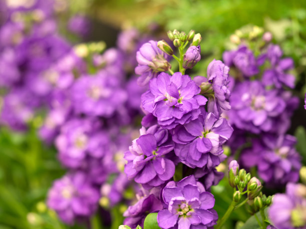 紫罗兰鲜花