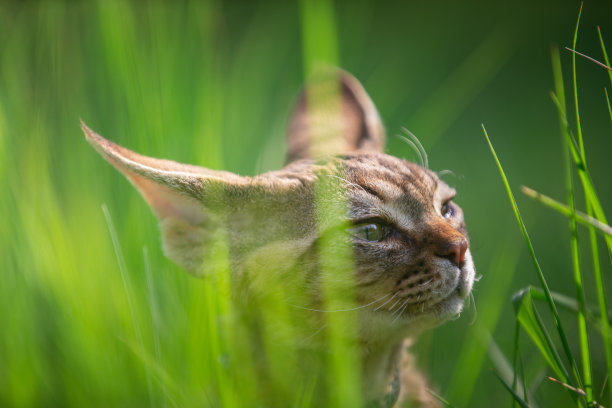 公园里的猫