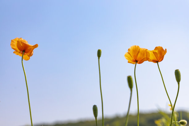 花草组合