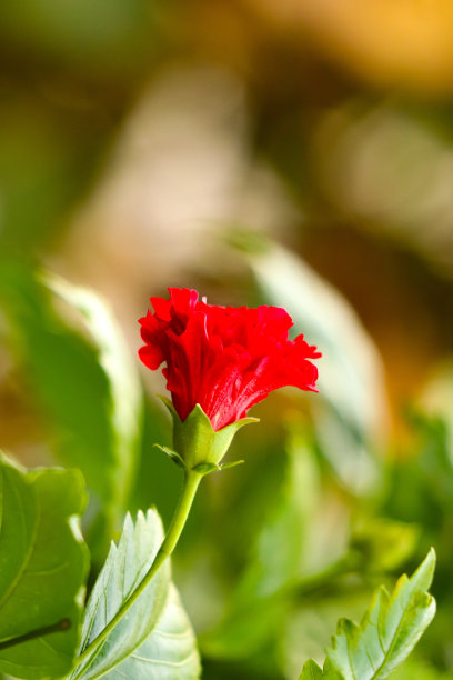 漂亮的月季花