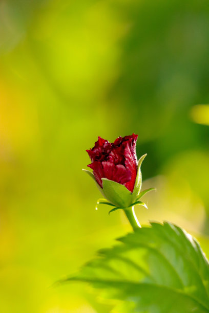 漂亮的月季花