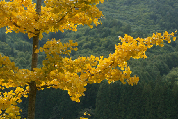 自然,黄色,季节