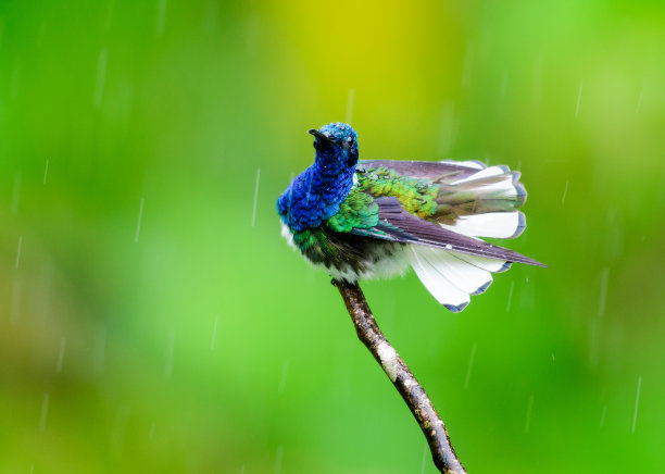雨中的鸟