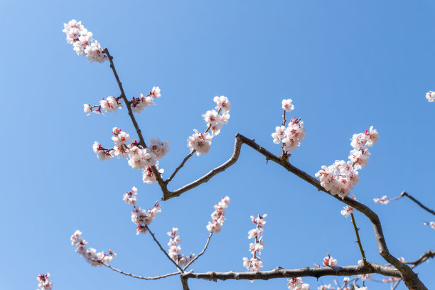 高清春天绚丽粉红色樱花实拍