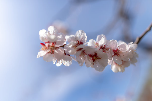 梅花与蓝天