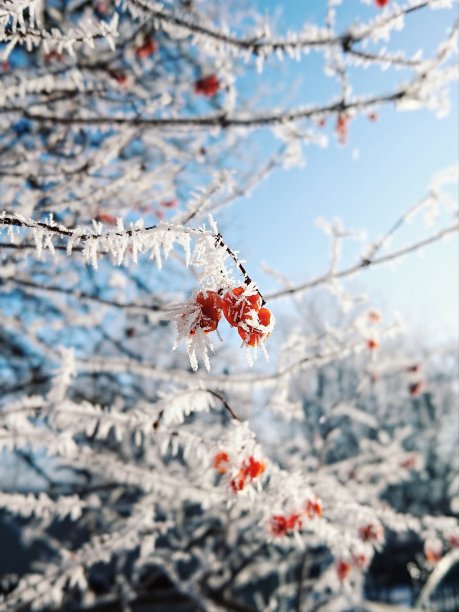 秋分霜降小雪冬大寒