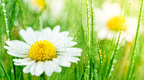 下雨天小黄花