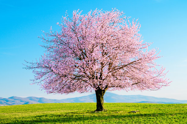 樱桃树的夏天