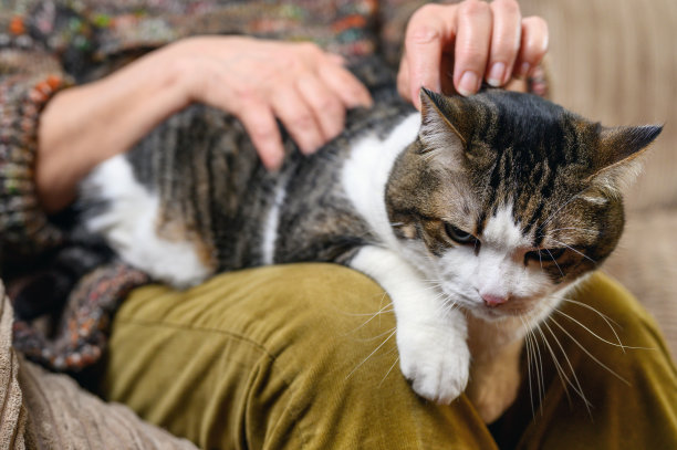 家家居养猫