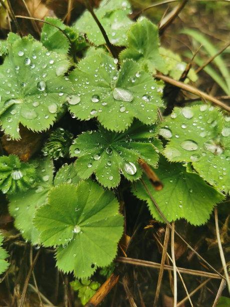 草与露水特写