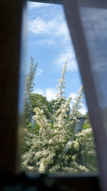 院子里的花