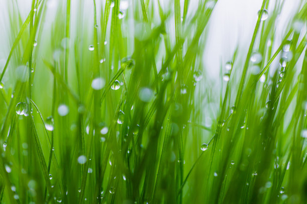 雨后 草丛 草坪