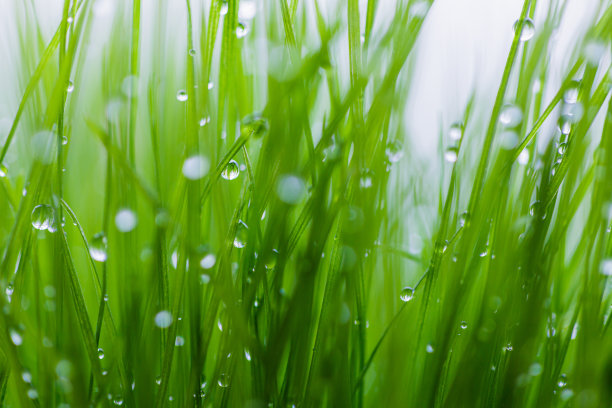 谷雨时节