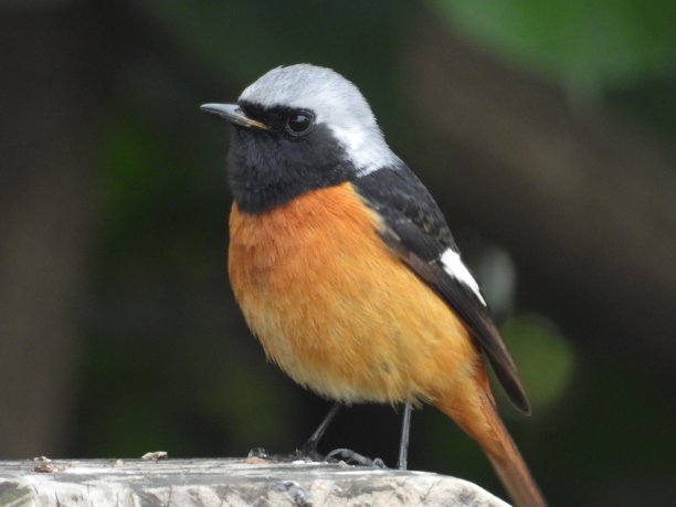 北红尾鸲 生态摄影 野外鸟类 