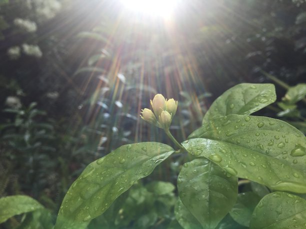 茉莉花摄影