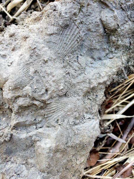 化石背景