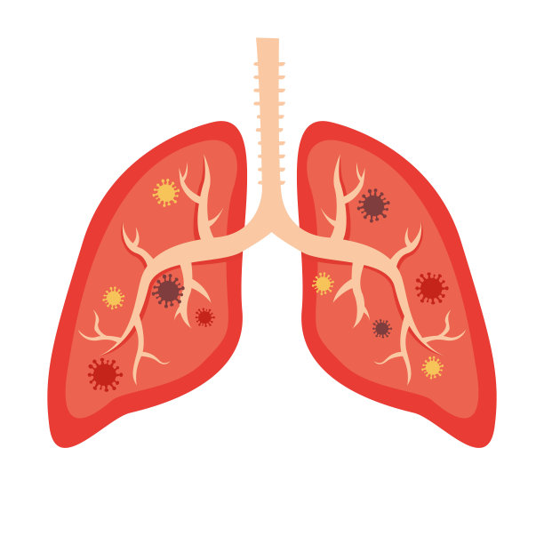 呼吸系统,呼吸道,人类肺脏