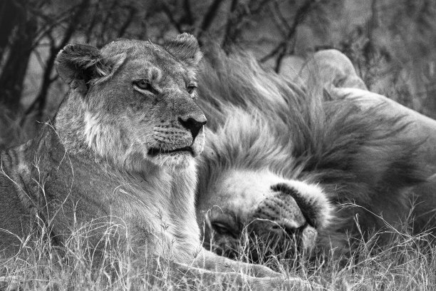两只醒狮