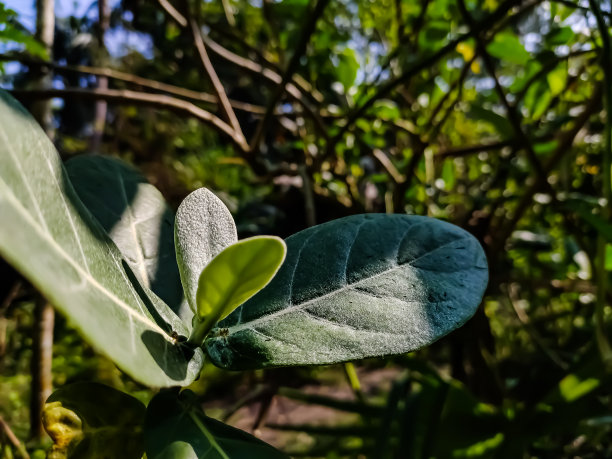 夏天,彩色背景,紫色