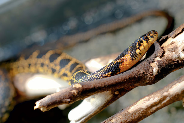 马来西亚的蝮蛇